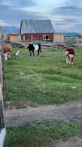 The video shows three cows in a grassy field with a wooden house and fence in the background. The cow on the left is brown and white and is grazing. The cow in the middle is black and white and is standing. The cow on the right is brown and white and is grazing. There is a fence in the foreground and a wooden house and other buildings in the background. The sky is cloudy.