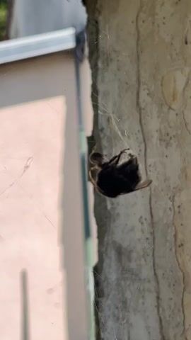 This is a close-up, vertical video of a spider wrapping its prey in its web. The spider is small and dark, with visible legs. It is actively spinning silk around a larger, dark-colored insect, which appears to be a bee or a large fly. The spider is using its legs to manipulate the insect and the silk. The prey is held suspended in the web. The background consists of a textured, light-colored wall and a portion of a light-colored building with a gray gutter. The lighting suggests it is daytime. The video is very short, showing only a few seconds of the spider's activity.