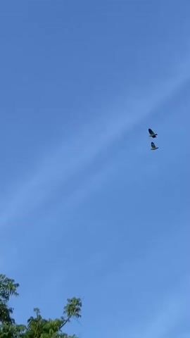 Two birds are captured in flight against a clear blue sky. The camera pans across lush green trees.
