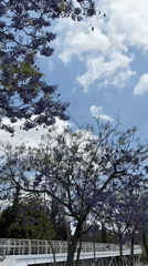 Jacaranda trees bloom purple against blue skies in Puebla