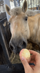 Horses fed and ridden at a Sochi equestrian facility