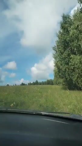 The video is filmed from inside a vehicle, looking forward through the windshield. The vehicle is driving on a dirt path through a grassy field. To the right of the path is a dense line of trees, with a large birch tree prominently in the foreground. The field extends to the left and into the distance, with more trees forming a line on the horizon. The sky above is blue with scattered white clouds. The weather appears to be fair and sunny. The time stamp indicates the video begins at 00:00 and ends at 00:04.