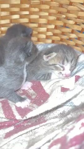 A wicker basket contains four very young kittens. One kitten in the foreground is sleeping on its side. It is a tabby with grey and brown stripes and pink paw pads. Behind it, a second kitten is curled up, also sleeping. It is dark grey and has a patch of white fur on its back. A third kitten is partially visible behind the second, and appears to be dark colored. A fourth kitten is visible behind the sleeping tabby kitten, but its features are not clear. The kittens are resting on a blanket with a red and white geometric pattern. The basket is made of woven brown material.