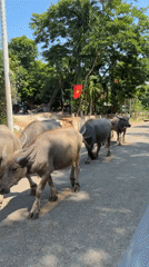 Water buffalo herd walks paved road in Ba Vi Vietnam