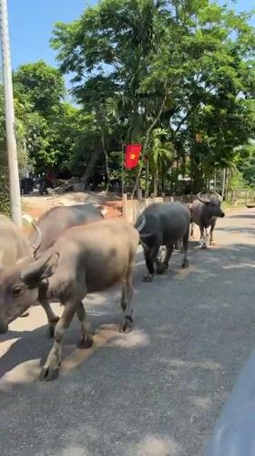 Water buffalo herd walks paved road in Ba Vi Vietnam