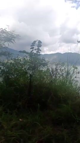 A video shows a view of a lake surrounded by mountains under a cloudy sky. The foreground consists of lush green vegetation, including tall grasses and leafy plants, with some branches of a tree or bush extending into the frame from the upper left. A wire fence runs horizontally across the middle of the shot, partially obscured by the foliage. The lake itself is calm and reflects the overcast sky. The mountains in the background are covered in vegetation and appear hazy in the distance. Power lines are visible stretching across the top of the frame in some segments of the video. The camera appears to be moving, possibly from a vehicle, as the perspective shifts slightly throughout the short clip. No people or animals are visible. The overall impression is a natural landscape with signs of human presence in the form of the fence and power lines.