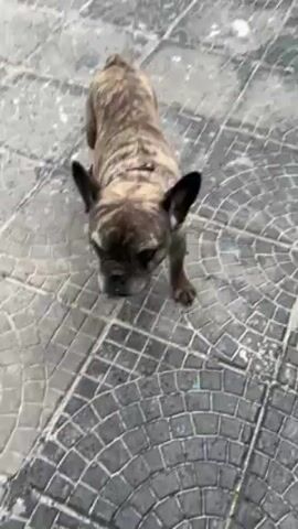 A brown and gray brindled French Bulldog is standing on gray tiled pavement. The dog looks at the camera and jumps, briefly obscuring the view. The dog is then seen lying on the pavement. The camera is held at ground level.