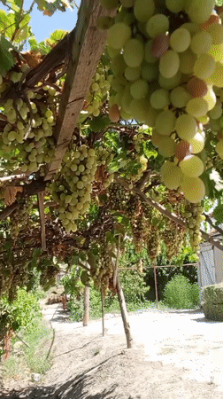 Karagana, Uzbekistan