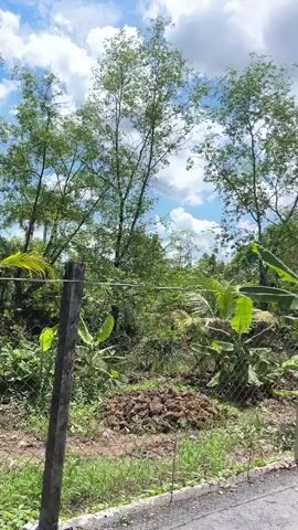 A person rides a motorcycle down a paved road lined with trees and vegetation. The person is wearing a white shirt and pink shorts, and a green helmet. The sky is blue with white clouds. There are houses and fences visible along the road. The video appears to be shot from another moving vehicle.