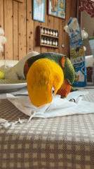 Woman cooks alongside colorful parrot in Khimki kitchen