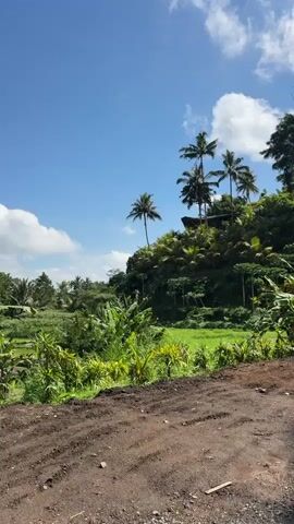 A vertical video pans across a lush, tropical landscape under a clear blue sky with scattered white clouds. In the foreground, a dirt path is visible, leading into the scene. To the left, vibrant green vegetation, including banana leaves and tall grasses, flourishes. Beyond this, terraced rice paddies, also green, are spread across the middle ground. The background is dominated by a steep, verdant hillside covered in dense foliage and several tall palm trees. At the crest of the hill, partially obscured by trees, appears to be a structure, possibly a house or pavilion, with a thatched roof. The overall impression is one of a serene, natural environment.