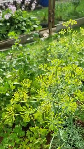 A close-up video shows a dill plant in a garden. The dill is in bloom with yellow flowers. The background is blurred, but it appears to be a sunny day with green foliage and some gardening equipment. The camera moves slightly, giving a panoramic view of the dill plant and its surroundings.
