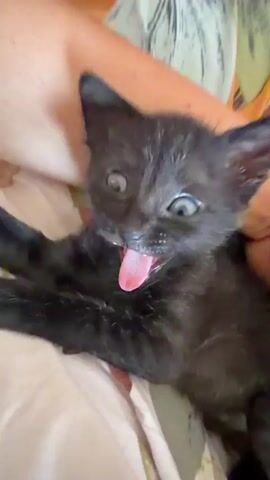 A close-up shot focuses on the face of a small black kitten. The kitten's eyes are wide open, with one eye appearing to be looking slightly off to the side. Its mouth is open, and its pink tongue is extended outwards. The kitten's fur is dark and appears somewhat ruffled. The background is blurred, suggesting a shallow depth of field, and shows warm, muted tones, possibly indicating an indoor environment. The lighting highlights the kitten's face, particularly its eyes and tongue.