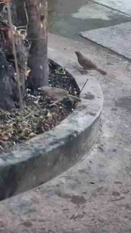 TWO BROWN BIRDS ARE PECKING AT THE GROUND NEXT TO A TREE STUMP AND A ROUND CONCRETE CURB.