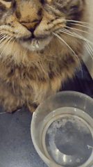Cats drinking water and resting captured in multiple recordings