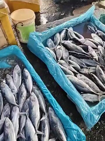 The video shows an outdoor fish market. Several rectangular pools of fish, held in blue or green tarps, are on the ground. The fish are small and silver, and appear to be swimming or floating in water. A man wearing a cap, patterned shirt, and khaki pants is seen picking up a green plastic bag and looking at the fish in one of the pools. Other people can be seen in the background, some walking by and others browsing the fish. The environment seems to be wet and potentially crowded.