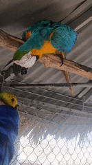 Tropical birds feed in enclosures in Porlamar, Venezuela