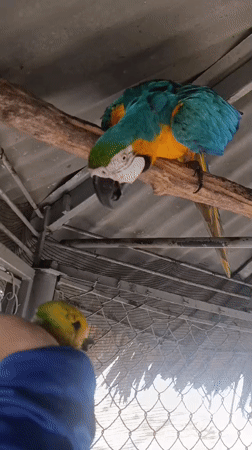 Tropical birds feed in enclosures in Porlamar, Venezuela