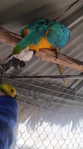 Tropical birds feed in enclosures in Porlamar, Venezuela