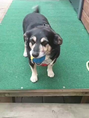 A medium shot shows a dog standing on a green carpeted surface. The dog is black and tan with a white tip on its tail. It is holding a blue and yellow ball in its mouth. The dog appears to be looking at the camera.