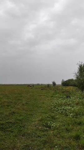 The video shows a view of a grassy field under a cloudy sky. In the distance, a few cows are grazing. On the right side of the frame, there is a patch of dense green vegetation and some trees. The camera pans slowly to the right, revealing a body of water, possibly a river, with trees lining its far bank. The overall impression is of a rural, natural landscape on an overcast day.