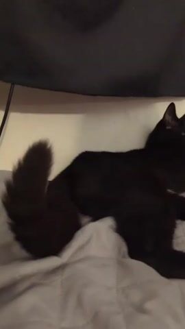 The video shows a black cat lying on a grey quilted surface, possibly a bed, positioned against a light-colored wall. The cat is facing towards the right, with its tail extending to the left. A dark object, likely a piece of furniture, is visible above the cat and wall. The room appears dimly lit.