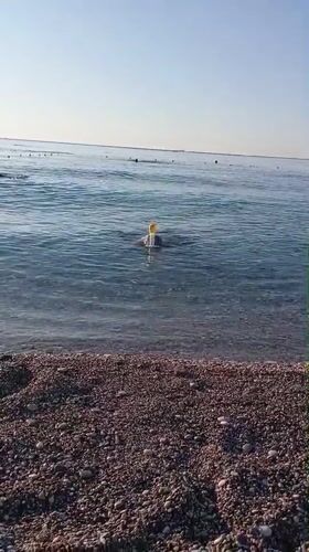 Sunny morning at Konyaaltı Beach — swimming, strolling, and snorkeling
