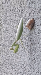 Praying mantis perched beside its egg case on a gray wall