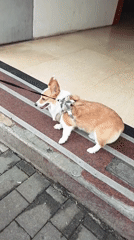 Everyday pedestrian activity observed in Jiulongpo District sidewalks