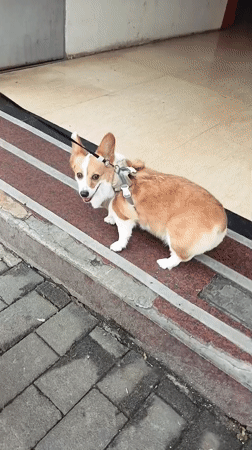 Everyday pedestrian activity observed in Jiulongpo District sidewalks
