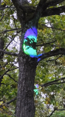 Neon light installation wraps a tree trunk in Tallinn park
