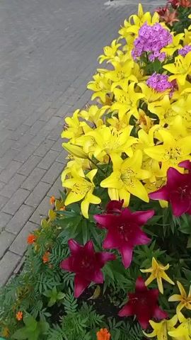 The video pans across a flower bed planted with numerous lilies. The lilies are predominantly a vibrant yellow, interspersed with some deep red or magenta varieties and clusters of small purple flowers. The flower bed is bordered by a paved walkway on the left side. Green foliage forms the base of the flower bed, with some smaller orange and red flowers visible at the bottom. In the background, a dark building with a red trim and a railing is partially visible, along with a tree. The lighting suggests it is daytime.