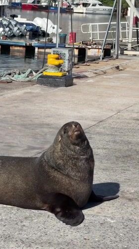 Sea lions gather at Hout Bay harbor in morning sun