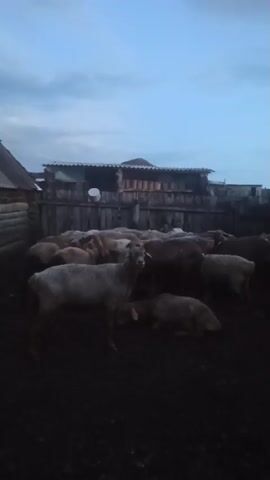 A group of sheep are in a pen. One sheep is standing in the foreground facing left. The other sheep are in various positions behind it, with some standing and some lying down. The pen is made of wooden fences, and there is a building in the background. The sky is a dusky blue, suggesting it is either dawn or dusk.