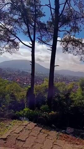 The video shows a panning view of a landscape with tall trees in the foreground. The trees are silhouetted against a bright blue sky with scattered clouds. Beyond the trees, a valley filled with houses and buildings is visible. The terrain slopes downwards, and the overall impression is one of a scenic overlook. In the latter part of the video, a wooden sign with text that appears to say "BPBD KAB." is visible, suggesting the location might be a public facility or area. The ground in the foreground is paved with cobblestone-like material. The scene is well-lit, indicating it is daytime.