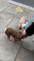 Dogs walked, flowers left on London street steps