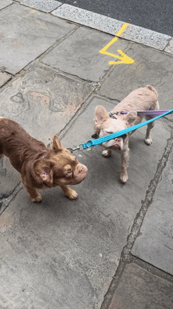 Dogs walked, flowers left on London street steps