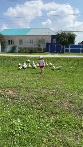 A child in a pink shirt and shorts walks away from the camera towards a flock of white geese on a grassy lawn. The child is wearing a light-colored hat. In the background, there is a house with a blue and turquoise roof, a green fence, and a blue fence with white accents. The sky is blue with scattered clouds. The geese are mostly clustered together, with a few individuals spread out. The action shows the child moving towards the geese.
