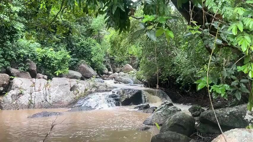 The video displays a small, rocky waterfall cascading into a muddy stream. The water is a murky brown color. Large, gray rocks are scattered on either side of the stream and amongst the waterfalls. Lush green foliage surrounds the scene, creating a dense, overgrown environment. The perspective is static.