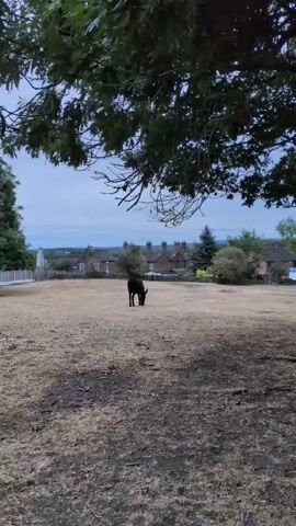 A black donkey grazes in a dry, brown field. Behind the donkey, there are several houses with red brick walls and chimneys. Trees and branches are visible in the foreground and background. The sky is overcast and a light blue color. The camera is zoomed in on the donkey and the houses.