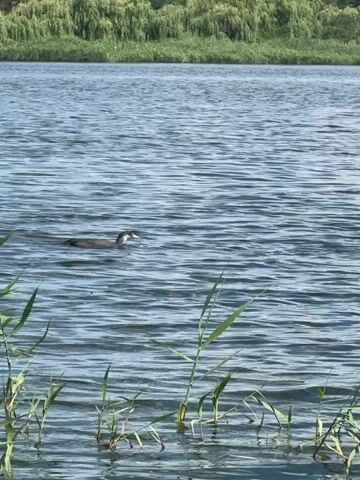 A body of water is seen with two birds swimming. Reeds are visible in the foreground. In the background, a line of trees and some buildings are visible. The water has ripples from the birds' movement. The lighting suggests it is daytime. The birds are dark colored with white markings on their heads.