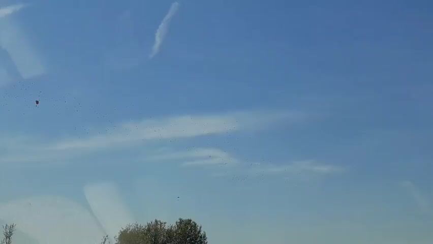 The video shows a clear blue sky with scattered clouds. A large flock of small birds is visible in the sky, appearing as a dark mass against the blue. In the distance, a red kite is flying. In the foreground, the top of a dark-colored vehicle is visible, suggesting the footage is being filmed from inside or on the side of a vehicle. There is a tree with green foliage visible at the bottom of the frame.