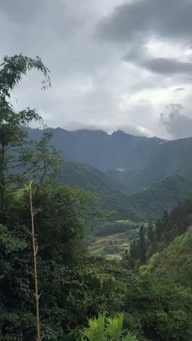 The video shows a scenic view of a mountainous landscape on an overcast day. In the foreground, there are various green plants and trees. In the mid-ground, a valley stretches out, revealing terraced fields. In the background, layers of mountains rise, their peaks obscured by low-hanging clouds. A wisp of fog appears nestled between the densely forested slopes. The overall atmosphere is serene and atmospheric.