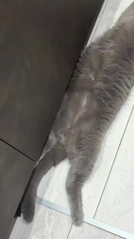 A grey cat is lying on its back on a light-colored floor, with its legs splayed out. The cat's belly is exposed. A dark brown cabinet is visible on the left side of the frame. The camera is positioned above the cat, looking down.