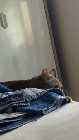 A domestic cat with tabby markings is resting on a blue and white striped blanket. The cat is lying on its stomach with its head turned to the right, peeking out from behind the blanket. Its eyes are wide and looking directly at the camera. The background is out of focus but appears to be an indoor setting, possibly a bedroom or living room, with a white, flat surface and a shadow on it. The lighting suggests it is daytime. The cat's expression conveys curiosity and perhaps a touch of shyness. There is no visible text in the media file.