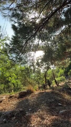 A video recording shows a sunlit forest floor with pine needles and rocks. Sunlight filters through the branches of a large pine tree, casting dappled shadows. In the background, a body of water, possibly the sea, is visible through the trees. The overall impression is one of a peaceful, natural landscape.