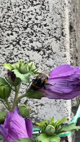 A bumblebee with black and yellow stripes is perched on a purple hibiscus flower, its fuzzy body dusted with pollen. The bumblebee is positioned on the edge of a petal, facing towards the flower's center. Other unopened buds and leaves of the hibiscus plant are visible, along with a textured gray wall in the background. The lighting is bright, suggesting daytime.