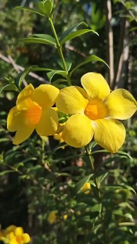 A close-up, vertical shot shows two yellow flowers with orange centers. The flowers are on a green stem with green leaves in the background. The lighting suggests it is daytime and outdoors.