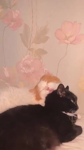 A video shows two cats lying together. One is a black cat in the foreground, facing right. The other is an orange and white cat lying behind the black cat, facing left and licking its paw. Both cats are lying down on a surface that appears to be a bed or sofa. The background is a wall with a floral wallpaper pattern featuring pink and white flowers. The lighting is dim, giving the scene a soft, intimate feel.