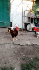 Farmyard animals going about their day in rural Ukraine